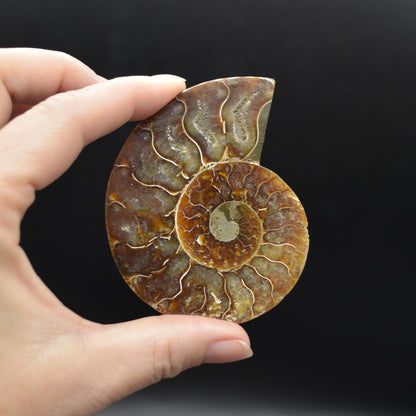Pair of Brown Ammonite Cleoniceras Fossil Cut Slices from Madagascar - 3 Sizes