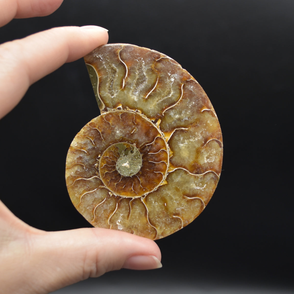 Pair of Brown Ammonite Cleoniceras Fossil Cut Slices from Madagascar - 3 Sizes