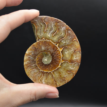 Pair of Brown Ammonite Cleoniceras Fossil Cut Slices from Madagascar - 3 Sizes