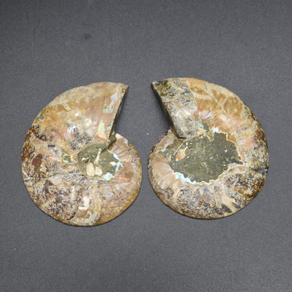 Pair of Brown Ammonite Cleoniceras Fossil Cut Slices from Madagascar - 3 Sizes