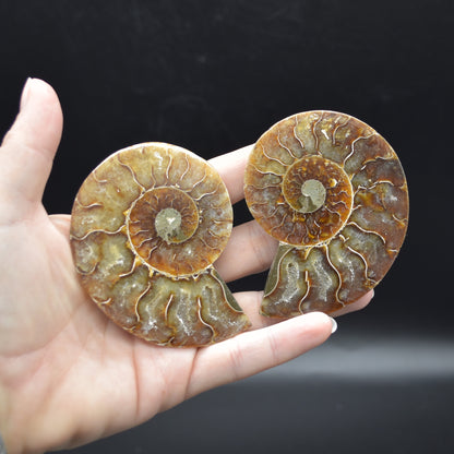 Pair of Brown Ammonite Cleoniceras Fossil Cut Slices from Madagascar - 3 Sizes