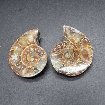 Pair of Brown Ammonite Cleoniceras Fossil Cut Slices from Madagascar - 3 Sizes