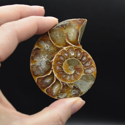 Pair of Brown Ammonite Cleoniceras Fossil Cut Slices from Madagascar - 3 Sizes