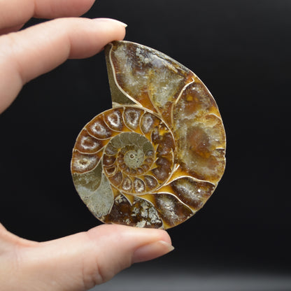 Pair of Brown Ammonite Cleoniceras Fossil Cut Slices from Madagascar - 3 Sizes