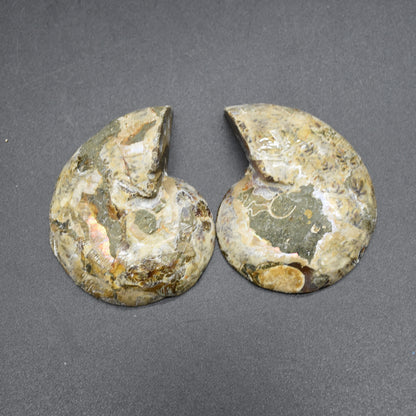 Pair of Brown Ammonite Cleoniceras Fossil Cut Slices from Madagascar - 3 Sizes