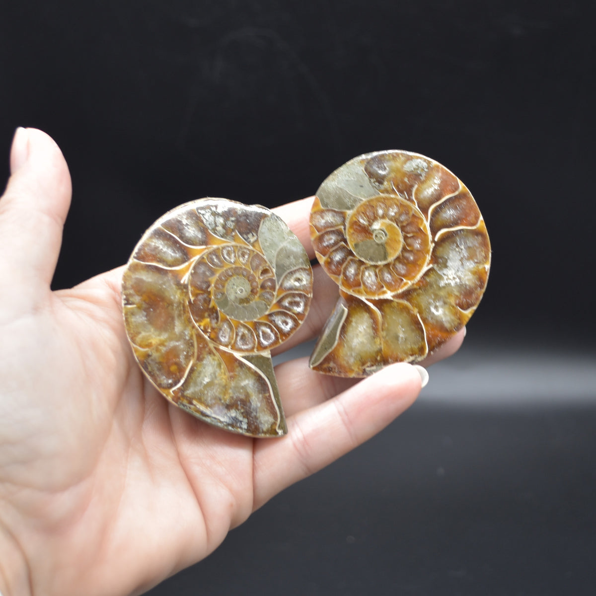 Pair of Brown Ammonite Cleoniceras Fossil Cut Slices from Madagascar - 3 Sizes