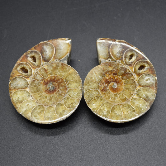 Pair of Brown Ammonite Cleoniceras Fossil Cut Slices from Madagascar - 4 Sizes