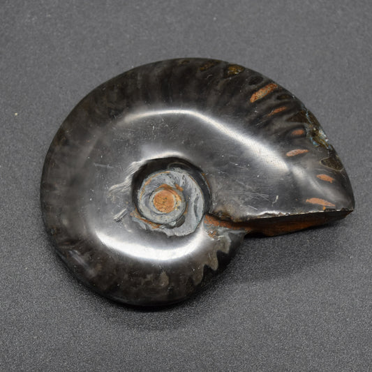 Black Polished Ammonite Cleoniceras Fossil from Madagascar - 6.5cm - 71 grams