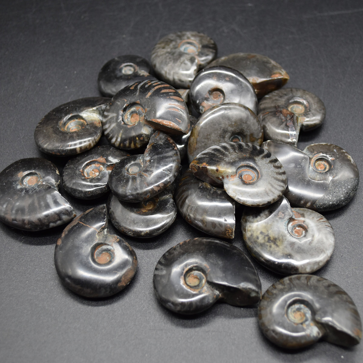 Black Ammonite Cleoniceras Fossil from Madagascar - 4 sizes - 1 Count