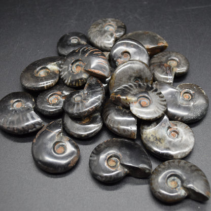 Black Ammonite Cleoniceras Fossil from Madagascar - 4 sizes - 1 Count