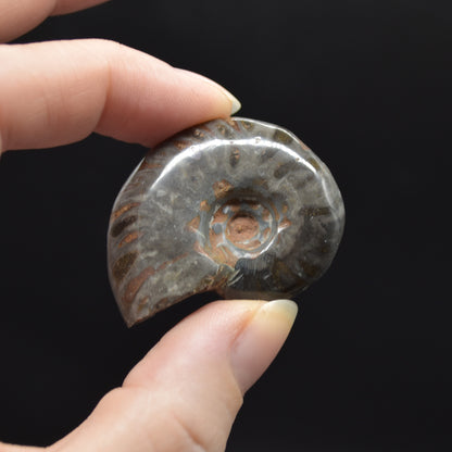 Black Ammonite Cleoniceras Fossil from Madagascar - 4 sizes - 1 Count