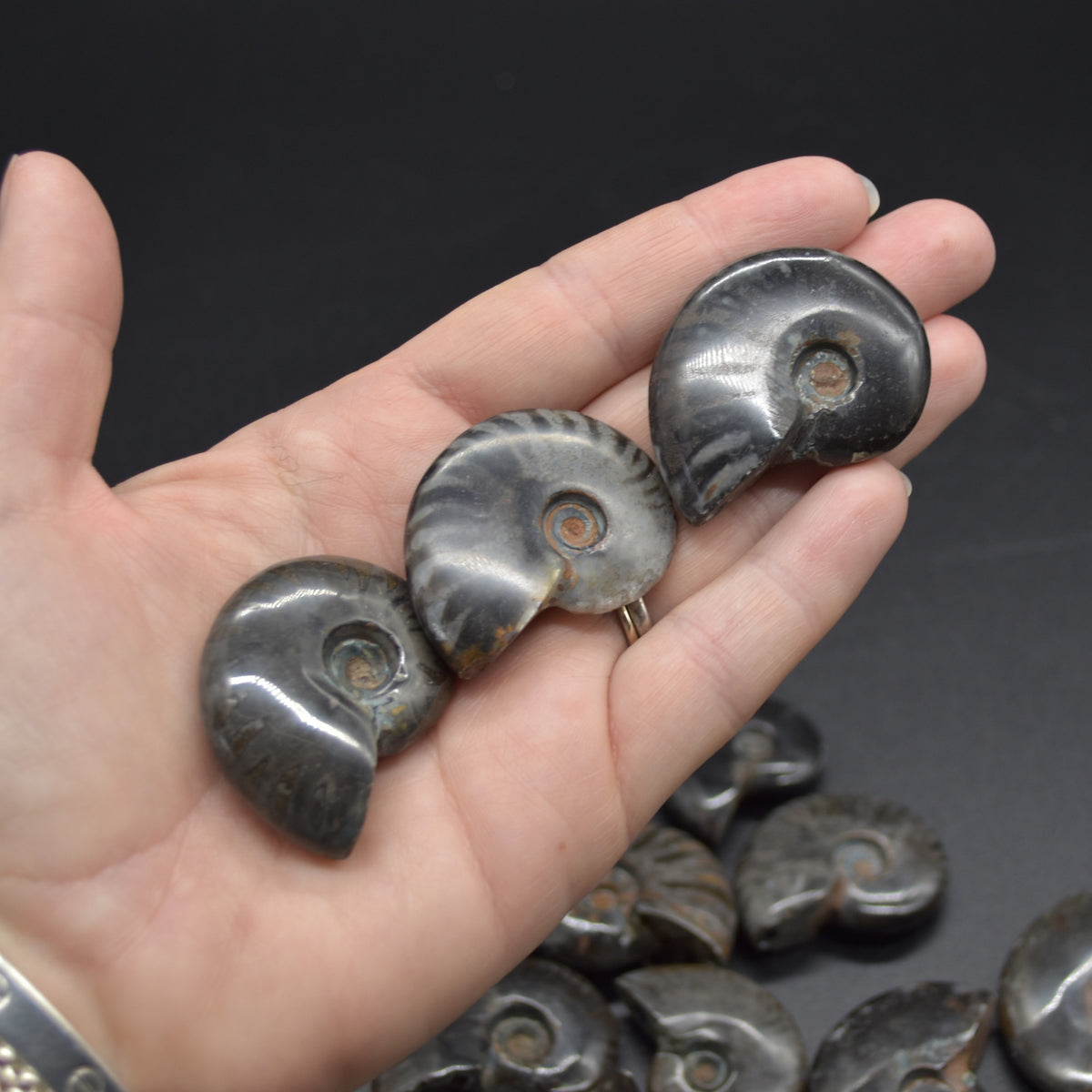Black Ammonite Cleoniceras Fossil from Madagascar - 4 sizes - 1 Count