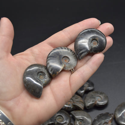 Black Ammonite Cleoniceras Fossil from Madagascar - 4 sizes - 1 Count