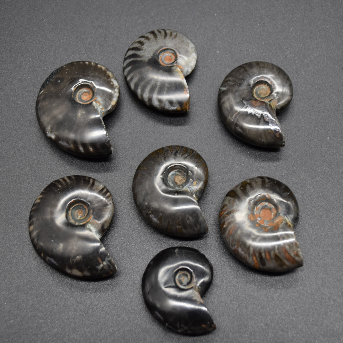 Black Ammonite Cleoniceras Fossil from Madagascar - 4 sizes - 1 Count