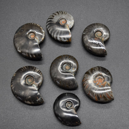 Black Ammonite Cleoniceras Fossil from Madagascar - 4 sizes - 1 Count