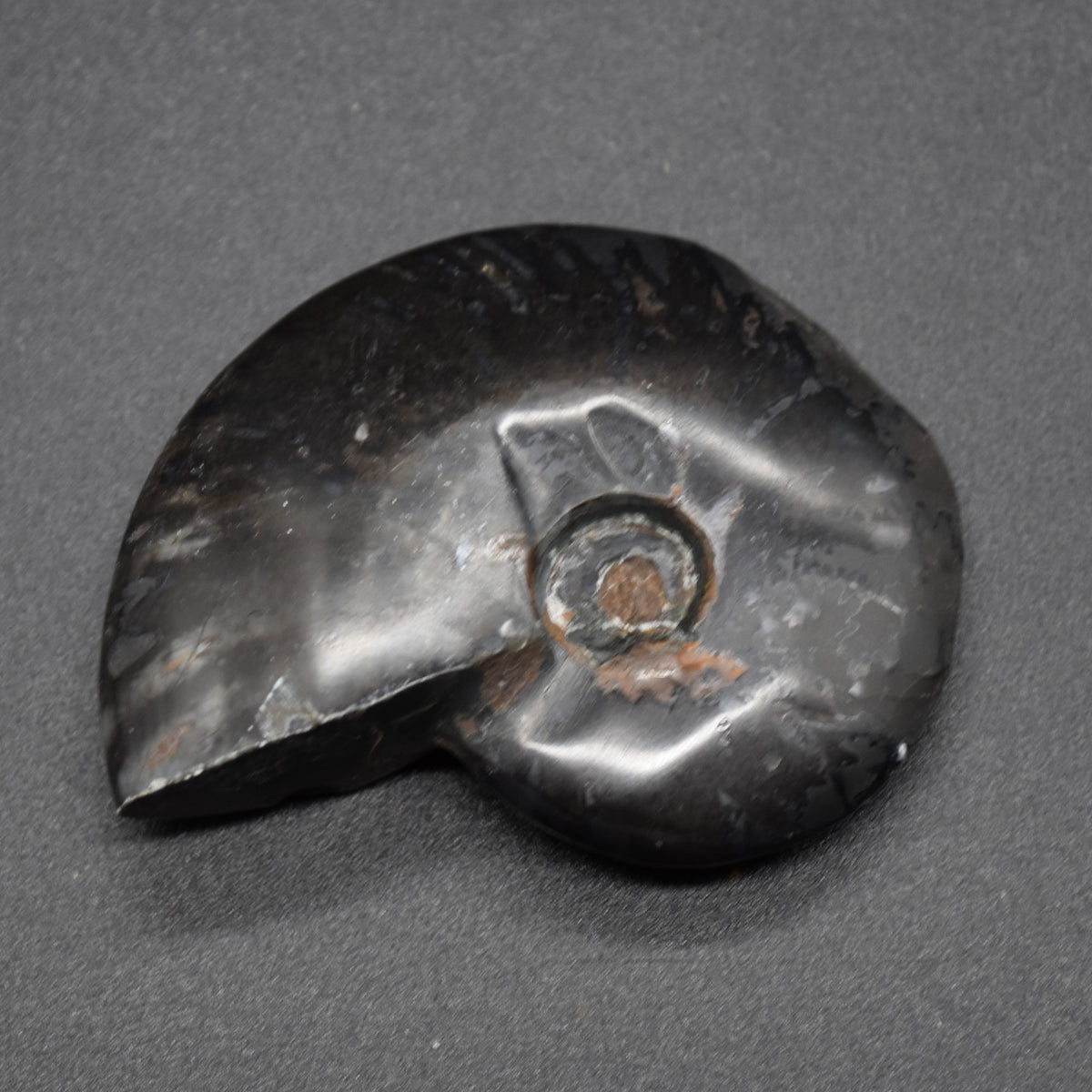Black Ammonite Cleoniceras Fossil from Madagascar - 5.7cm - 55 grams