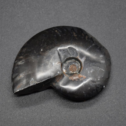 Black Ammonite Cleoniceras Fossil from Madagascar - 5.7cm - 55 grams