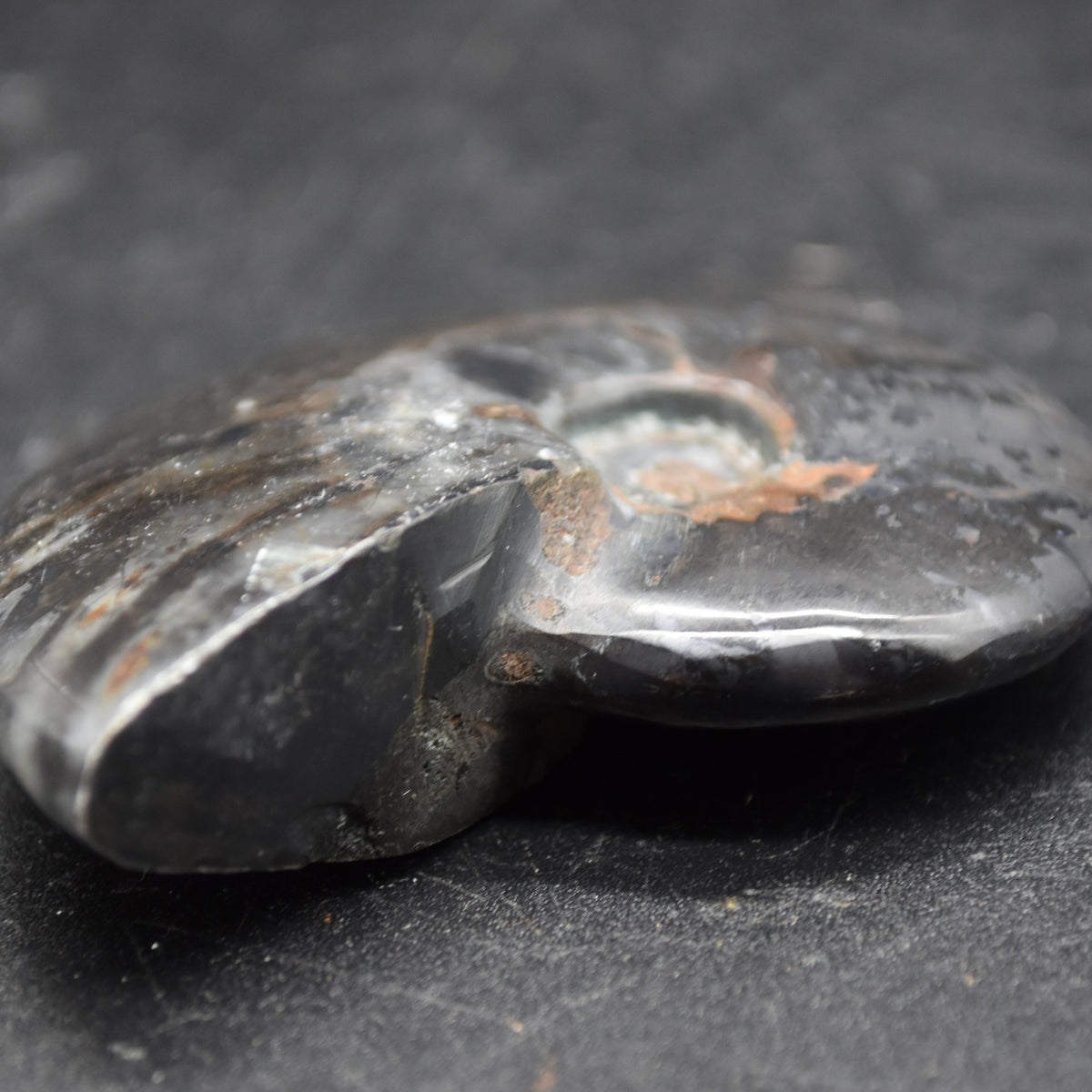 Black Ammonite Cleoniceras Fossil from Madagascar - 5.7cm - 55 grams
