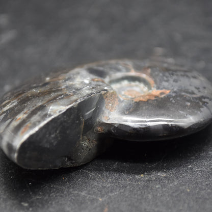 Black Ammonite Cleoniceras Fossil from Madagascar - 5.7cm - 55 grams