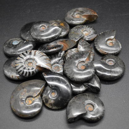 Black Ammonite Cleoniceras Fossil from Madagascar - 4 sizes - 1 Count