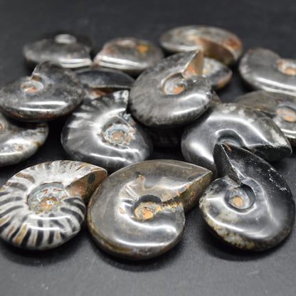 Black Ammonite Cleoniceras Fossil from Madagascar - 4 sizes - 1 Count