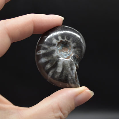 Black Ammonite Cleoniceras Fossil from Madagascar - 4 sizes - 1 Count