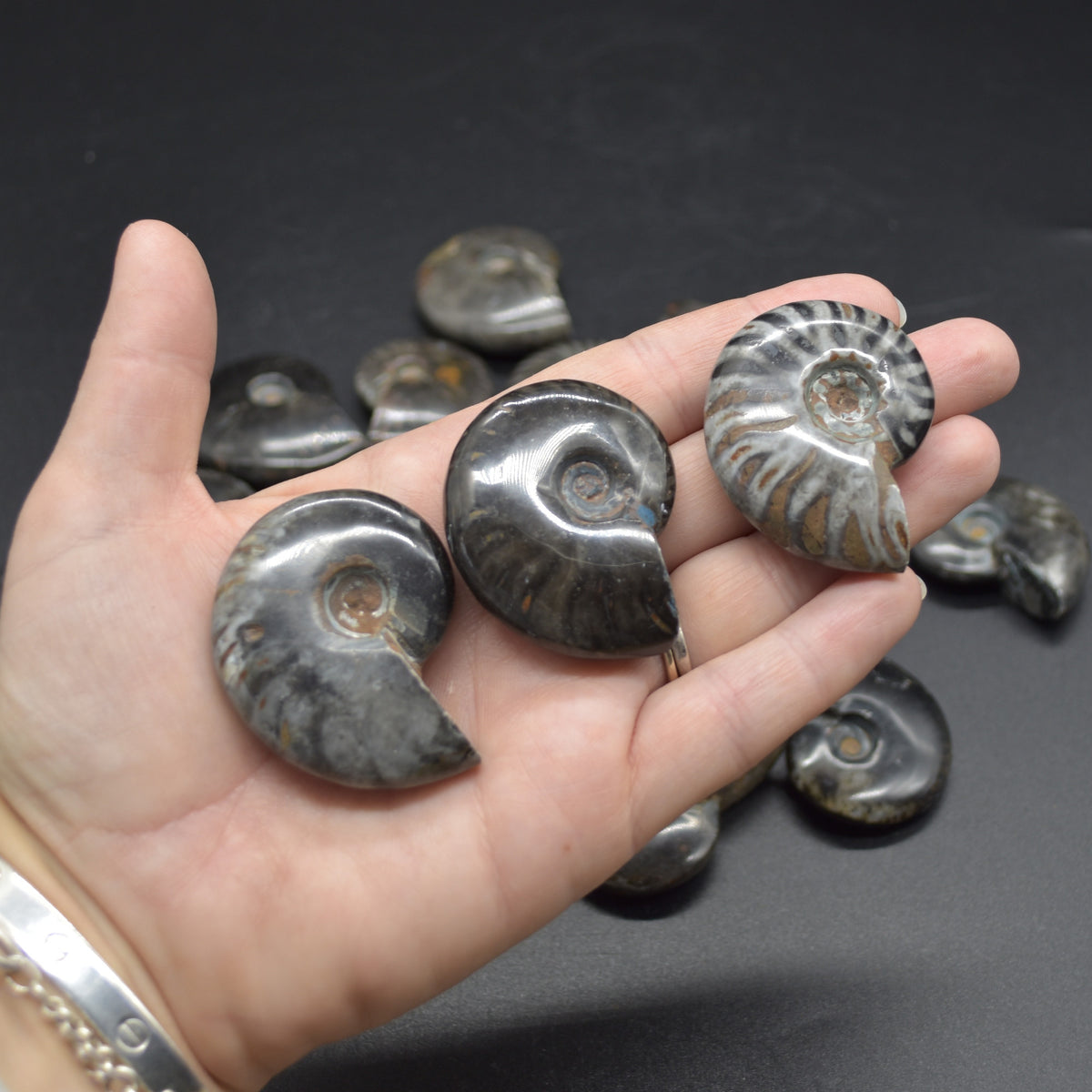 Black Ammonite Cleoniceras Fossil from Madagascar - 4 sizes - 1 Count