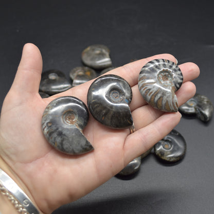 Black Ammonite Cleoniceras Fossil from Madagascar - 4 sizes - 1 Count