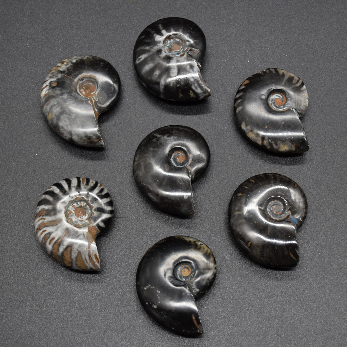 Black Ammonite Cleoniceras Fossil from Madagascar - 4 sizes - 1 Count