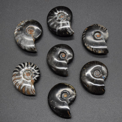Black Ammonite Cleoniceras Fossil from Madagascar - 4 sizes - 1 Count