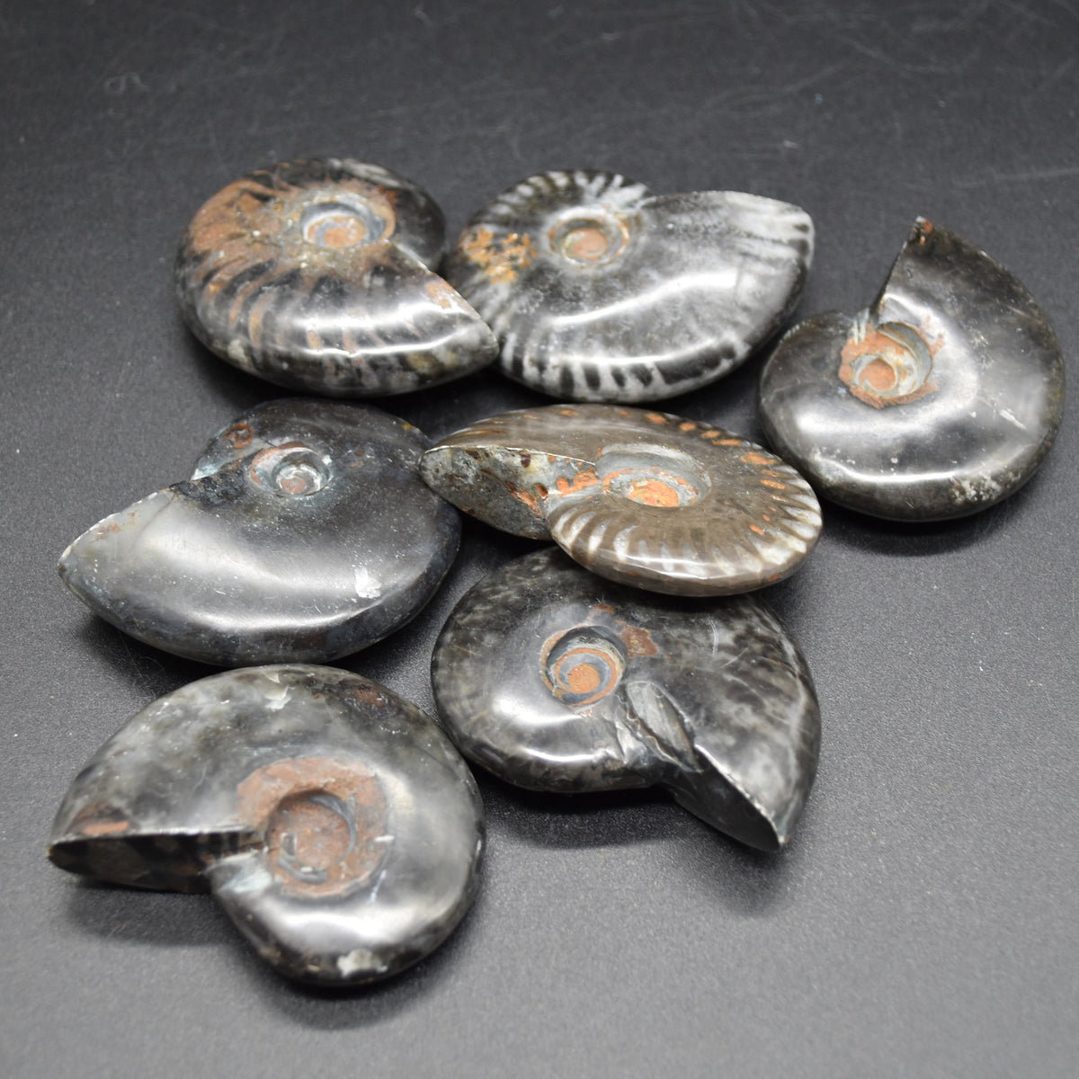 Black Ammonite Cleoniceras Fossil from Madagascar - 4 sizes - 1 Count