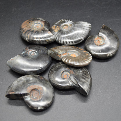 Black Ammonite Cleoniceras Fossil from Madagascar - 4 sizes - 1 Count