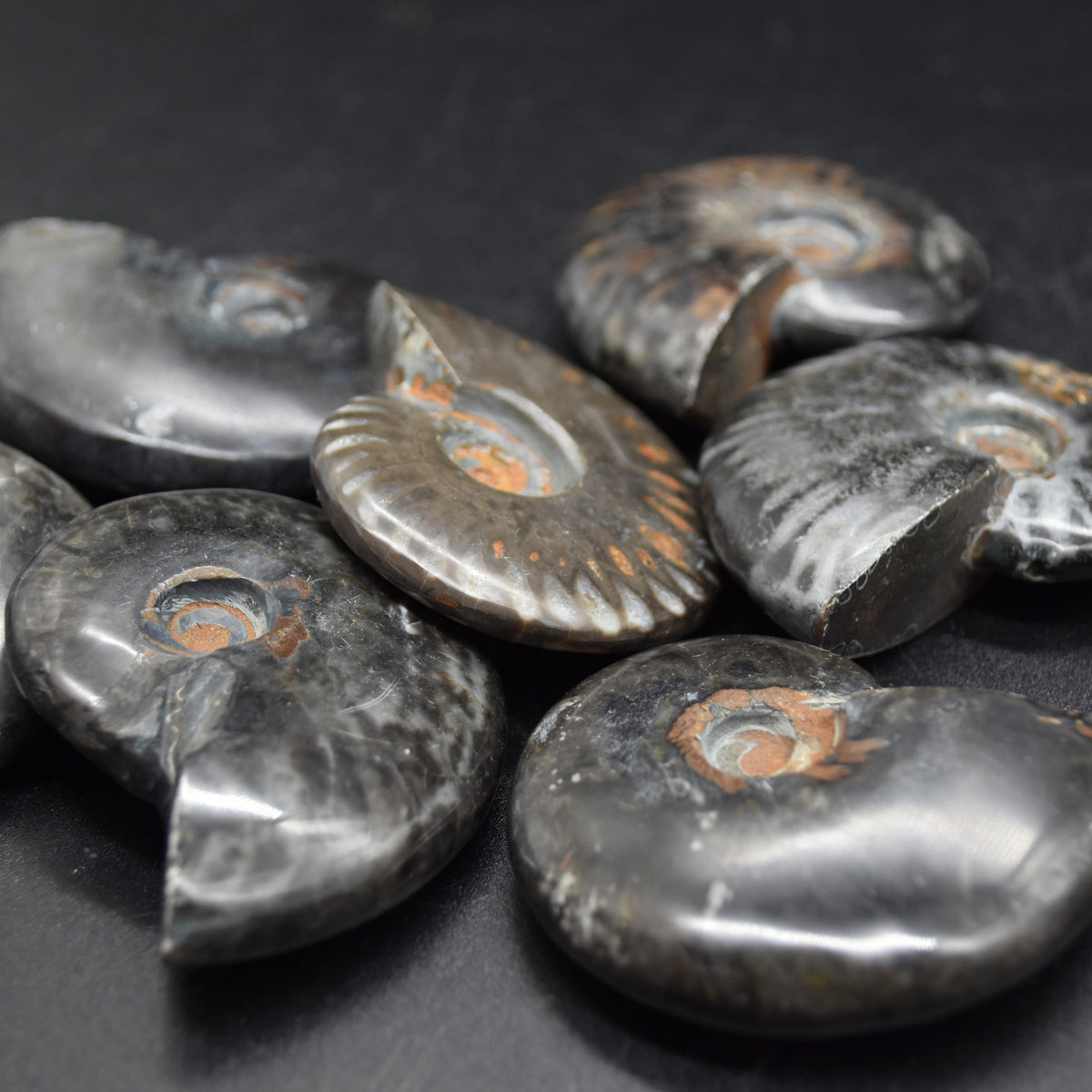 Black Ammonite Cleoniceras Fossil from Madagascar - 4 sizes - 1 Count