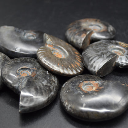 Black Ammonite Cleoniceras Fossil from Madagascar - 4 sizes - 1 Count