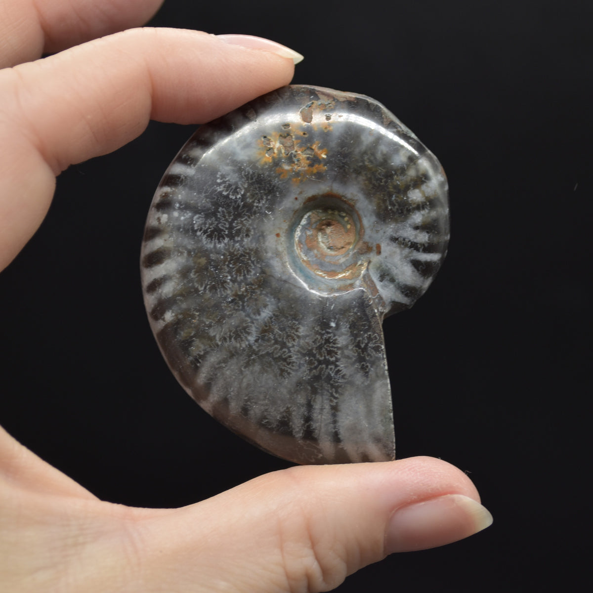 Black Ammonite Cleoniceras Fossil from Madagascar - 4 sizes - 1 Count