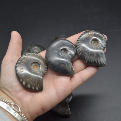 Black Ammonite Cleoniceras Fossil from Madagascar - 4 sizes - 1 Count