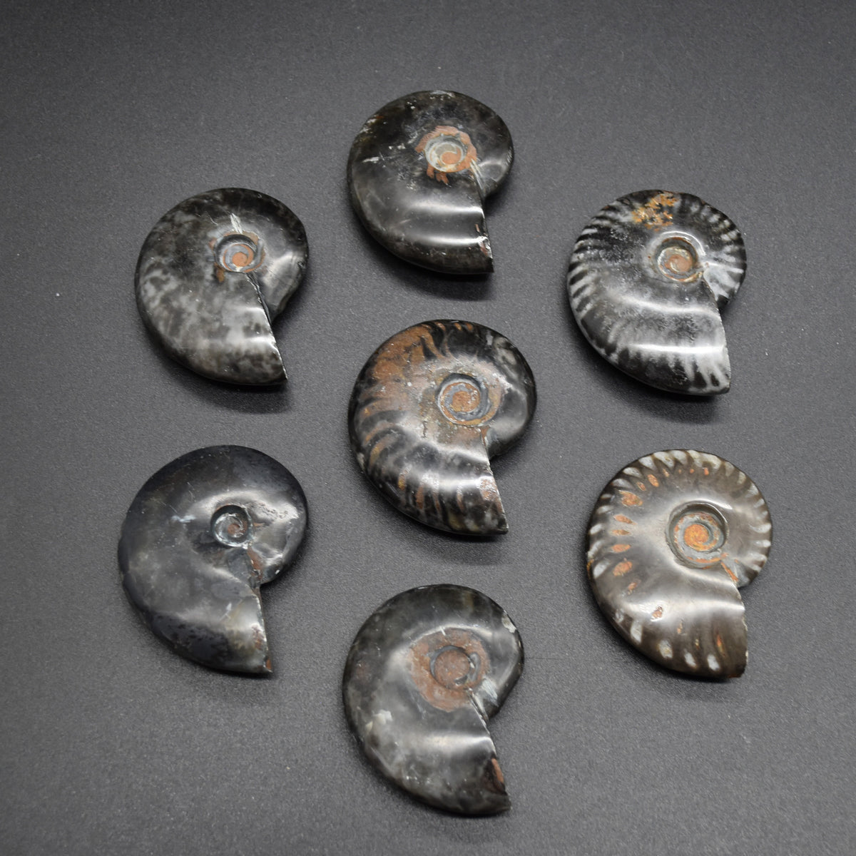 Black Ammonite Cleoniceras Fossil from Madagascar - 4 sizes - 1 Count