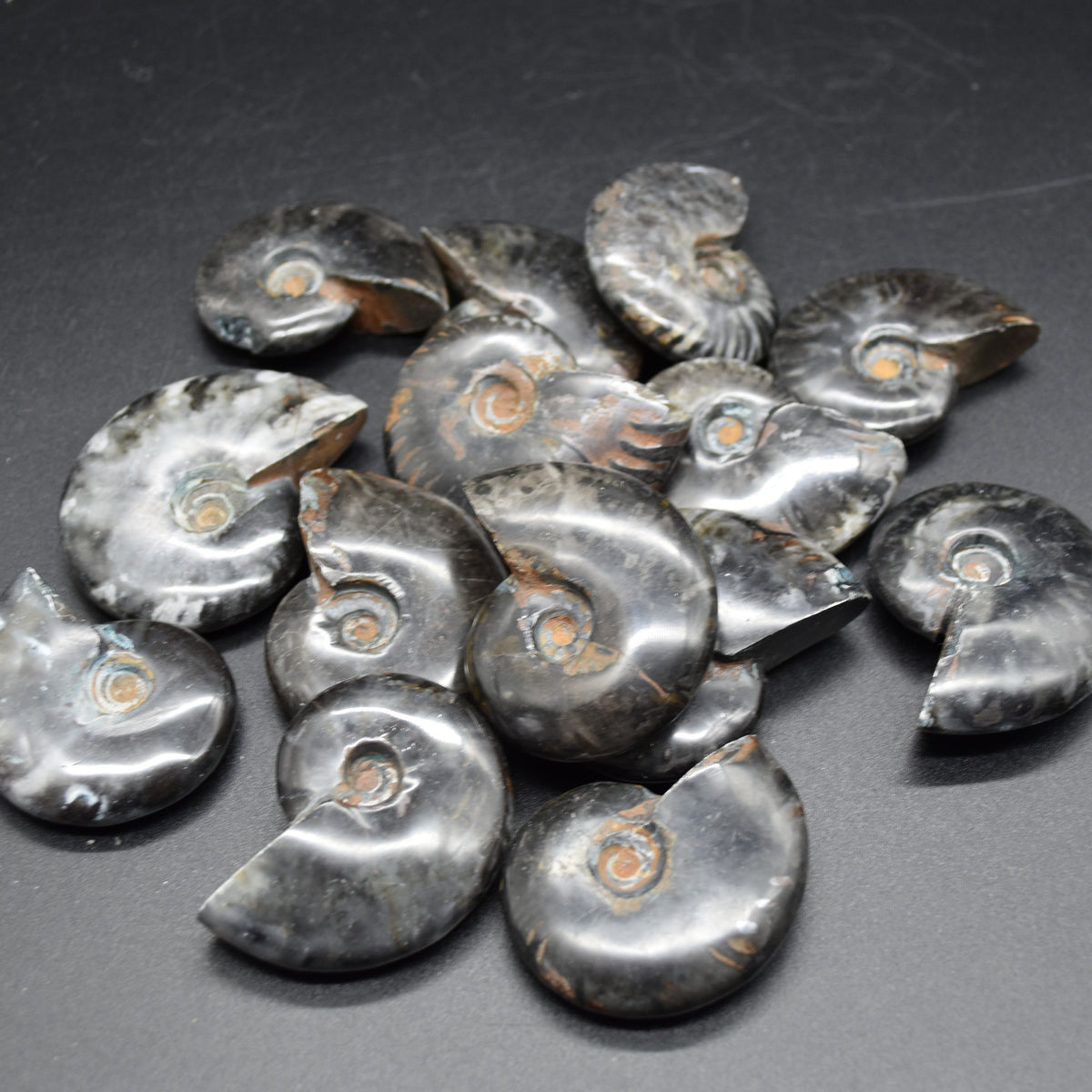 Black Ammonite Cleoniceras Fossil from Madagascar - 4 sizes - 1 Count