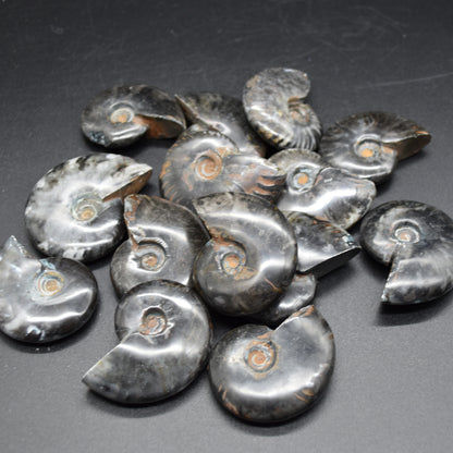 Black Ammonite Cleoniceras Fossil from Madagascar - 4 sizes - 1 Count