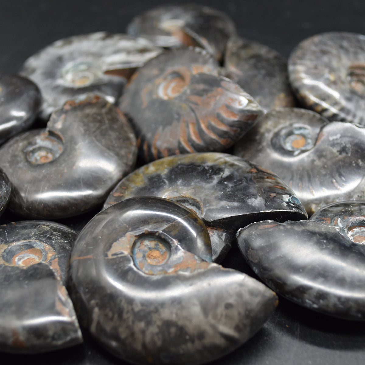 Black Ammonite Cleoniceras Fossil from Madagascar - 4 sizes - 1 Count