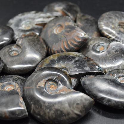 Black Ammonite Cleoniceras Fossil from Madagascar - 4 sizes - 1 Count