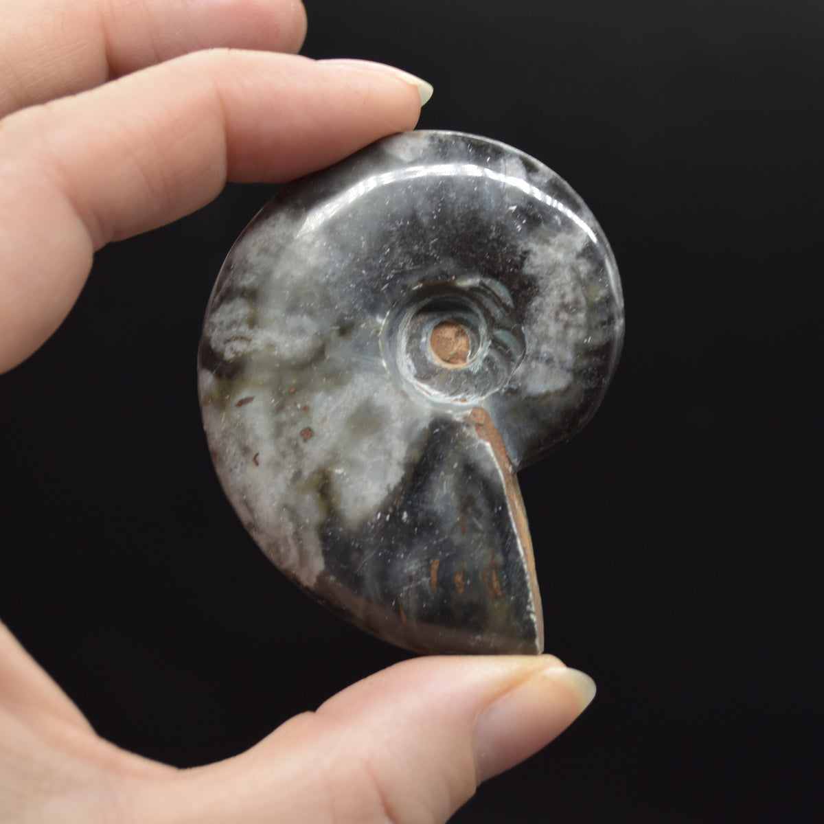 Black Ammonite Cleoniceras Fossil from Madagascar - 4 sizes - 1 Count