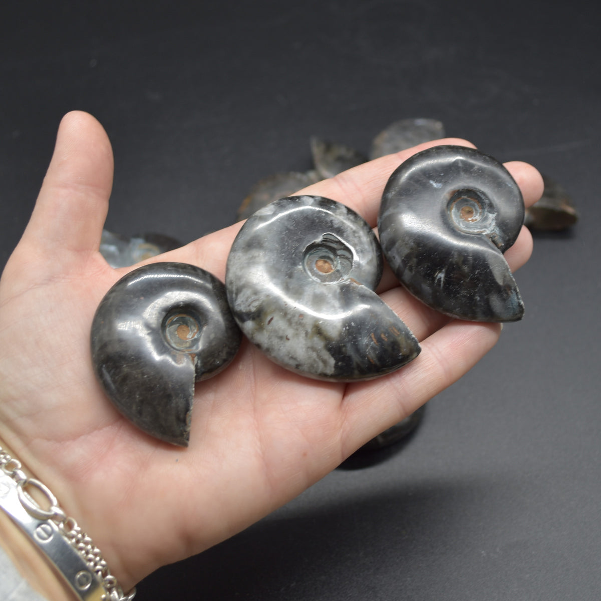 Black Ammonite Cleoniceras Fossil from Madagascar - 4 sizes - 1 Count