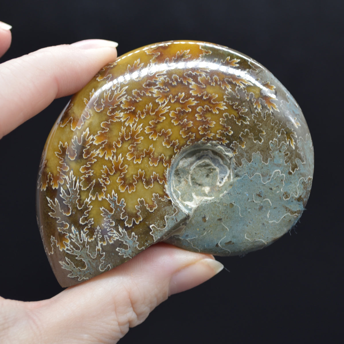 Brown Polished Ammonite Cleoniceras Fossil from Madagascar - 7.3cm - 123 grams