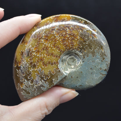 Brown Polished Ammonite Cleoniceras Fossil from Madagascar - 7.3cm - 123 grams
