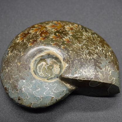 Brown Polished Ammonite Cleoniceras Fossil from Madagascar - 7.3cm - 123 grams