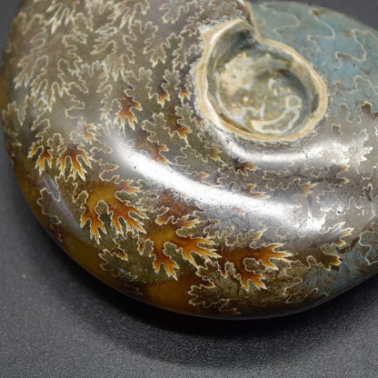 Brown Polished Ammonite Cleoniceras Fossil from Madagascar - 7.3cm - 123 grams