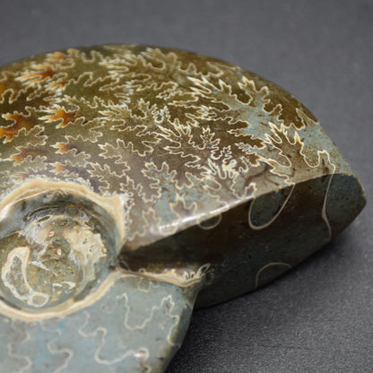 Brown Polished Ammonite Cleoniceras Fossil from Madagascar - 7.3cm - 123 grams