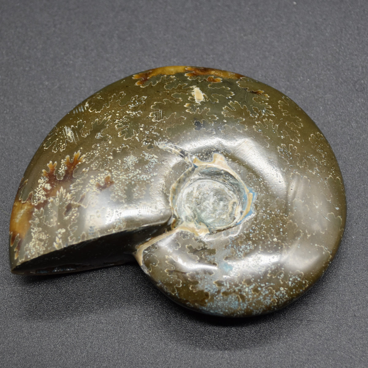Brown Ammonite Cleoniceras Fossil from Madagascar - 7.5cm - 126 grams
