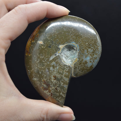 Brown Ammonite Cleoniceras Fossil from Madagascar - 7.5cm - 126 grams